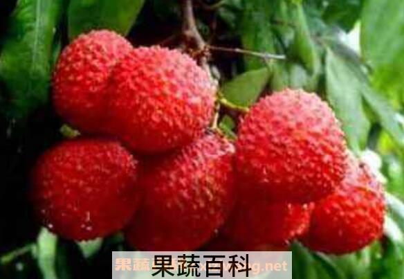 荔枝怎么保存 荔枝保鲜的方法技巧