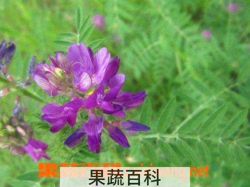 果蔬百科
