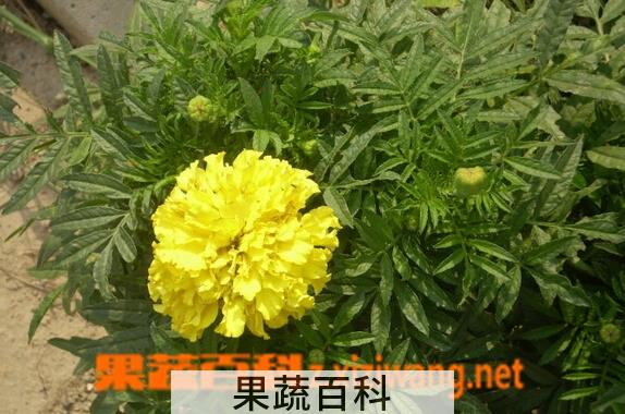 果蔬百科路边菊