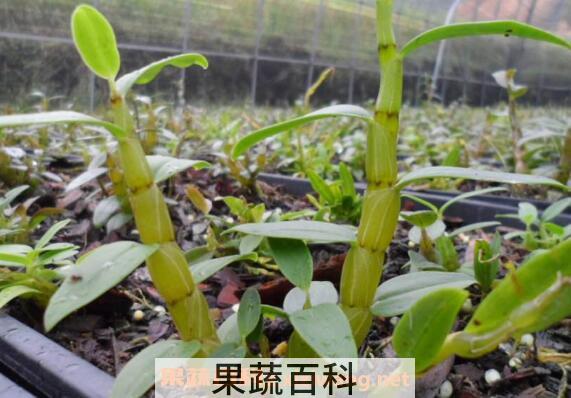 铁皮石斛的功效与作用及食用方法