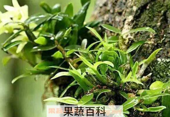什么人不适合吃石斛 石斛泡水喝的禁忌
