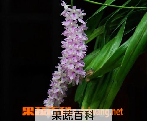 果蔬百科多花指甲兰