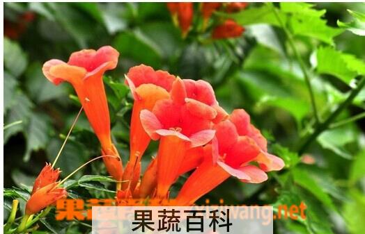 果蔬百科凌霄花
