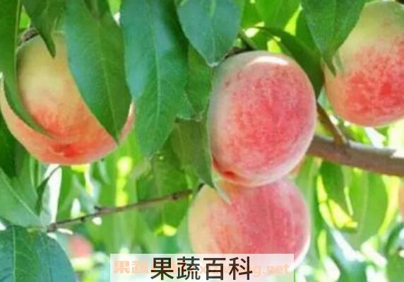 桃子怎么保存 如何让桃子保持新鲜