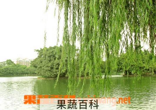 果蔬百科清明柳