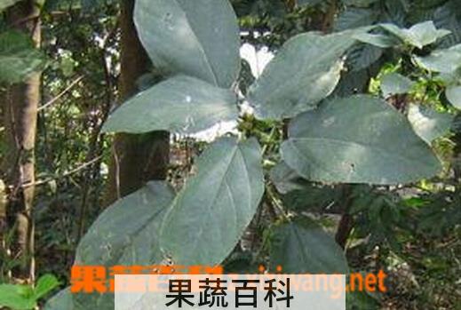果蔬百科牛奶树叶