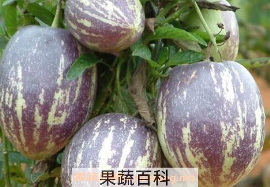 人参果总皂苷是什么 人参果总皂苷的功效与副作用