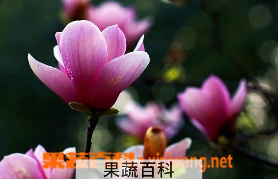 果蔬百科辛夷花