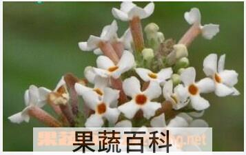 果蔬百科密蒙花