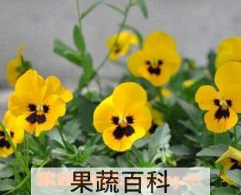 果蔬百科鬼脸花