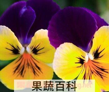 果蔬百科三色堇
