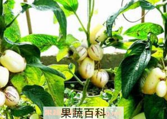 人参果如何种植 人参果种植方法技巧