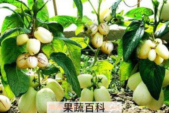 人参果如何种植 人参果种植方法技巧