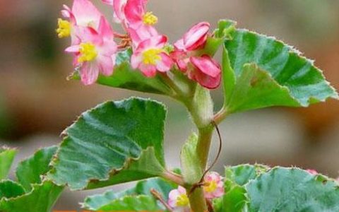 四季海棠花对人身体有害吗 四季海棠花有毒吗 适合在室内养吗