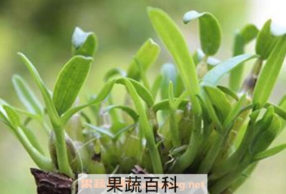 石斛如何养殖 石斛种植方法