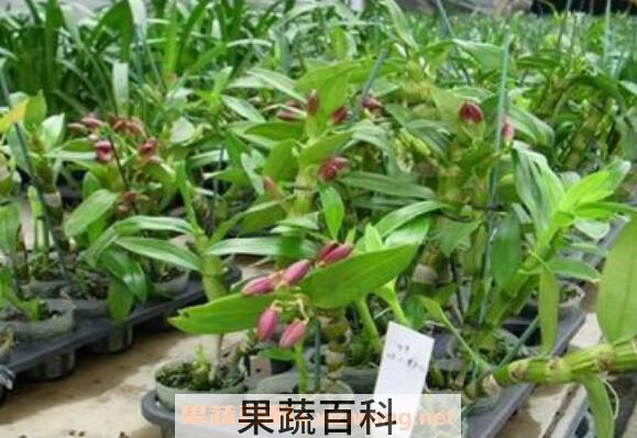 石斛如何养殖 石斛种植方法