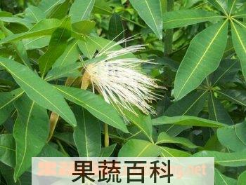 果蔬百科瓜栗
