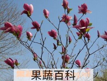 果蔬百科辛夷花