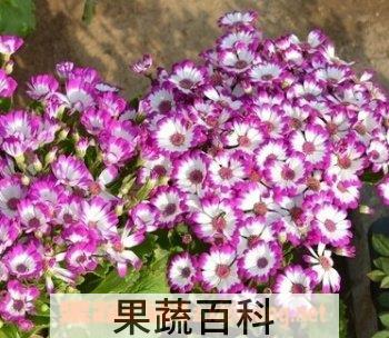果蔬百科瓜叶菊