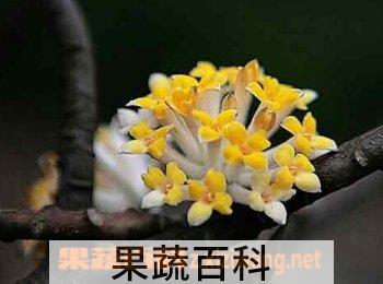 果蔬百科结香花