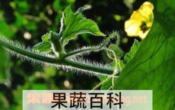 果蔬百科冬瓜藤