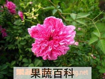 果蔬百科缫丝花