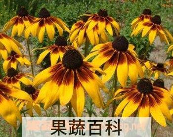 果蔬百科黑眼菊