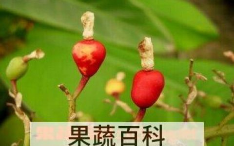红豆蔻的功效与作用及食用方法 红豆蔻的功效与作用及禁忌