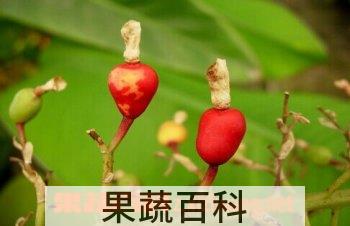果蔬百科红豆蔻