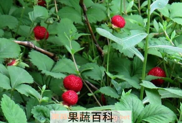 蛇莓可以吃吗 蛇莓怎么吃