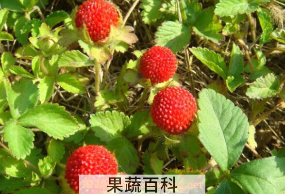 蛇莓可以吃吗 蛇莓怎么吃