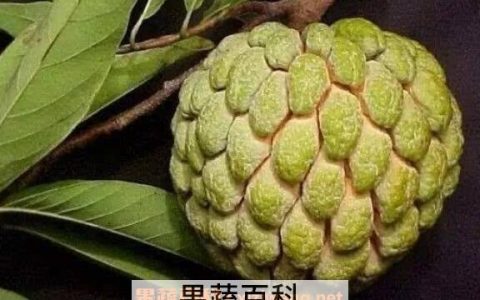 番荔枝又叫什么 番荔枝和荔枝有什么区别