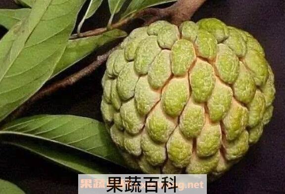 番荔枝和荔枝的区别