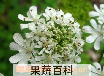 果蔬百科独活