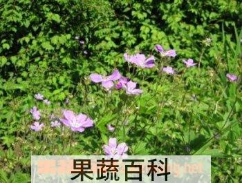 果蔬百科黑蕊老鹤草