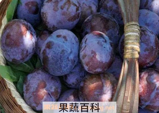 黑布林的功效与作用 吃黑布林的好处