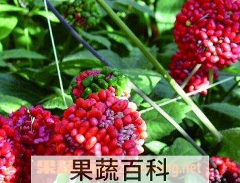 果蔬百科人参花