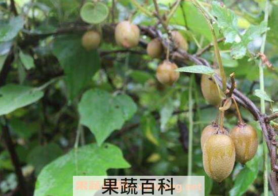 野生猕猴桃的功效与作用 怎么区分野生猕猴桃