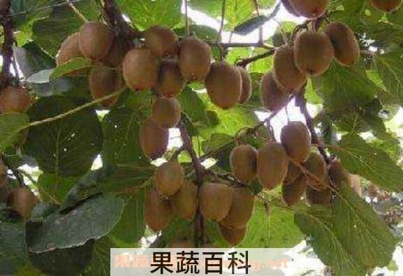 野生猕猴桃的功效与作用 怎么区分野生猕猴桃