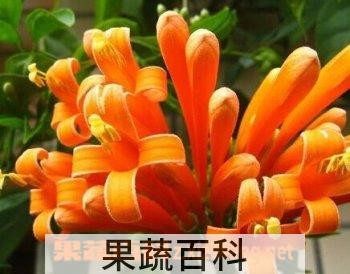 果蔬百科炮仗花