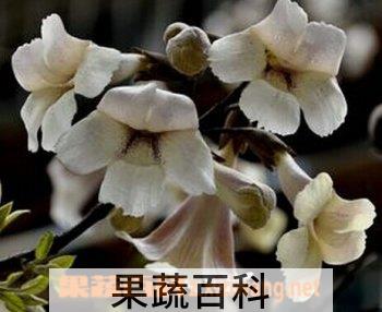 果蔬百科泡桐花
