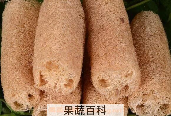 丝瓜络煮水的功效 老丝瓜络煮水喝的功效