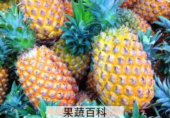 菠萝和凤梨的区别