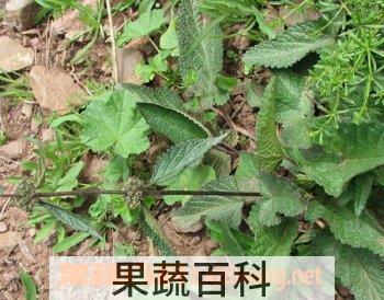 果蔬百科螃蟹甲