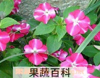 果蔬百科何氏凤仙