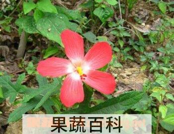 果蔬百科人参花