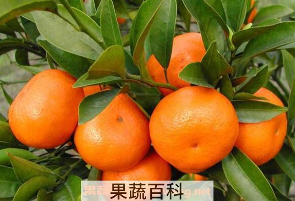 最适合孕妇吃的六种水果
