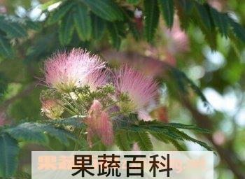 果蔬百科合欢