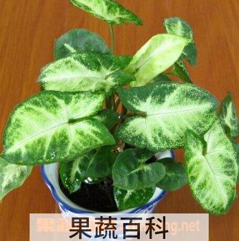果蔬百科合果芋