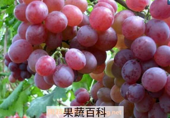 红提子的功效与作用
